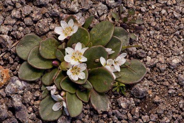 Alpine Spring Beauty