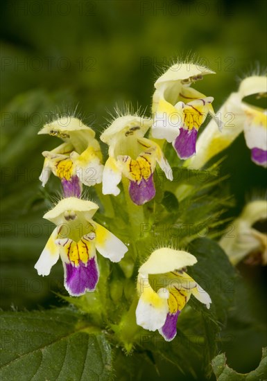 Large-flowered Hemp-nettle