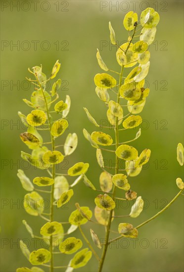 Field Pennycress