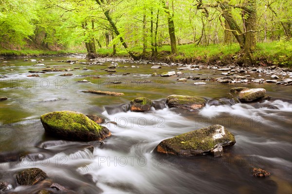 River flowing through ancient beech wood at dawn