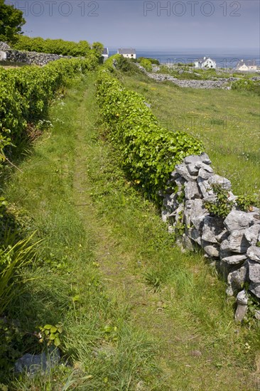 Old path through small fields with limestone walls