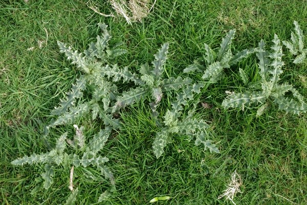 Creeping thistle