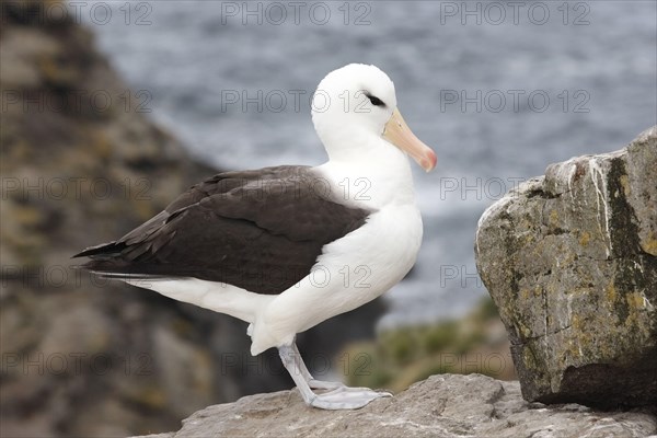 Adult black-browed albatross