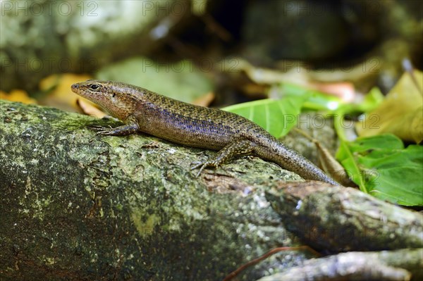 Seychelles skink