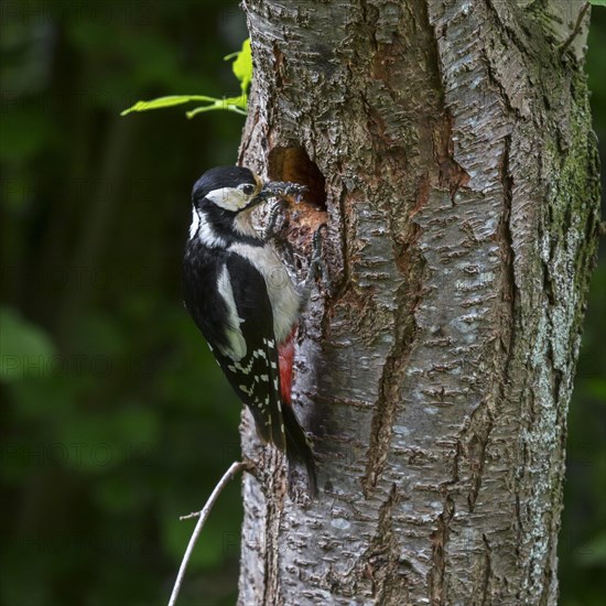 Great spotted woodpecker