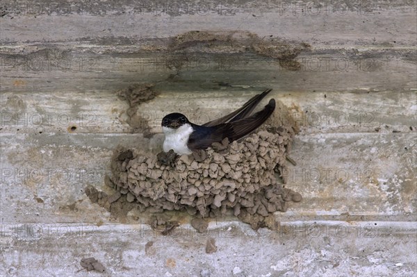 Common house martin