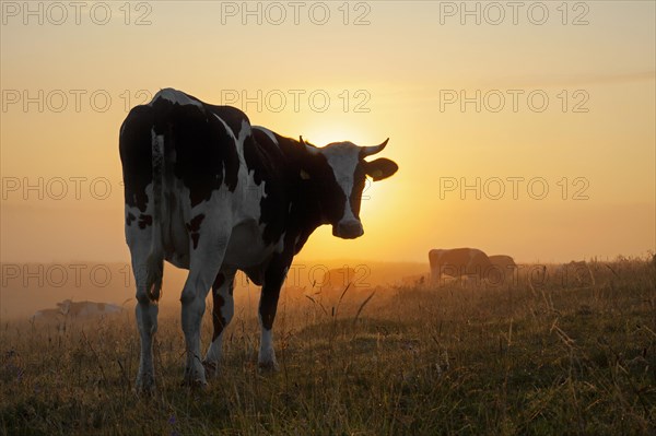 Holstein Friesian cow in a field at sunrise