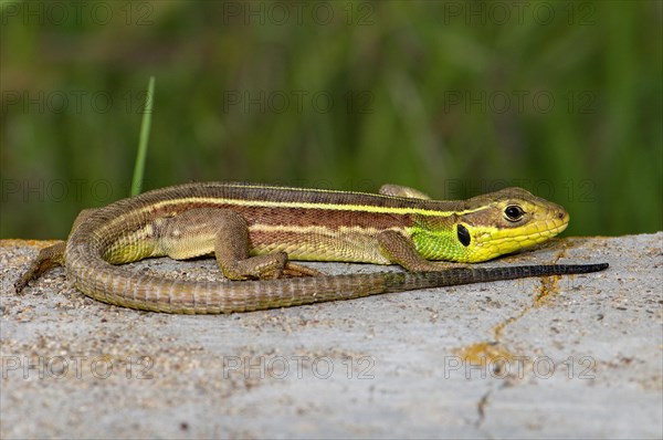 Young giant emerald lizard