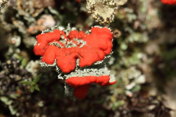 Scarlet cup lichen