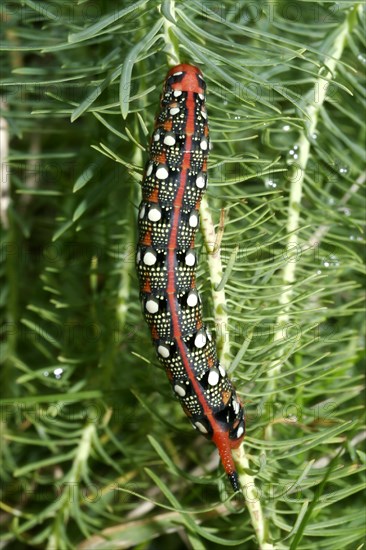 Spurge hawk-moth