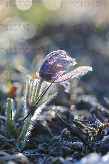 Common pasque flower