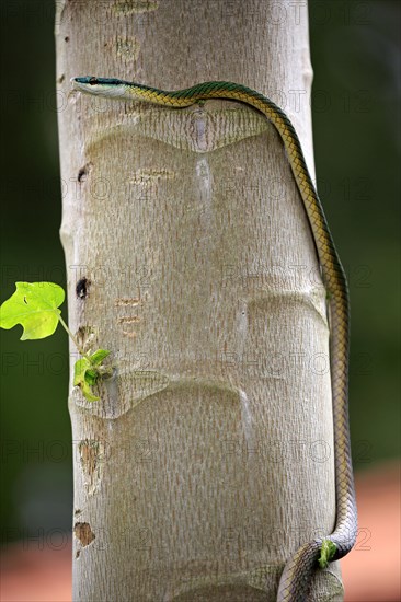 Leptophis ahaetulla