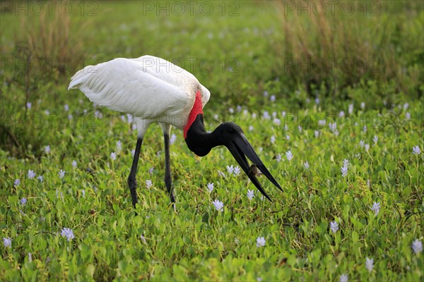 Jabiru