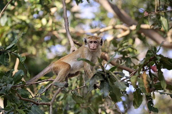 Toque macaque