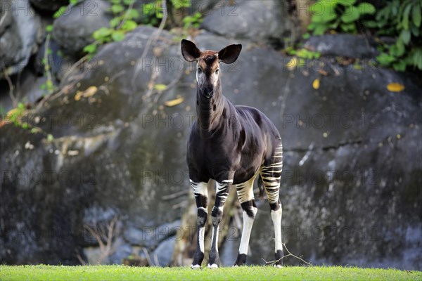 Okapi