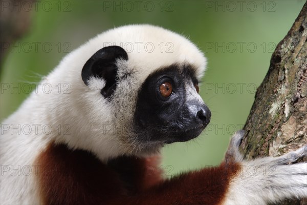 Brown-fronted sifaka