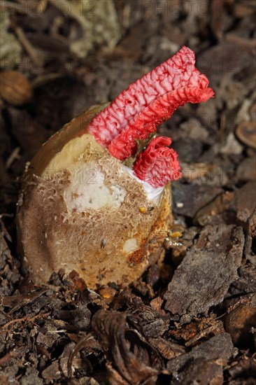 Octopus mushroom