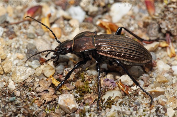 Granulated ground beetle