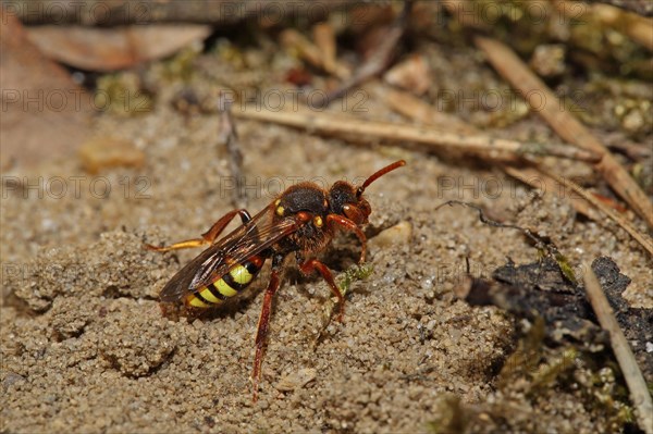 Redheaded Wasp Bee