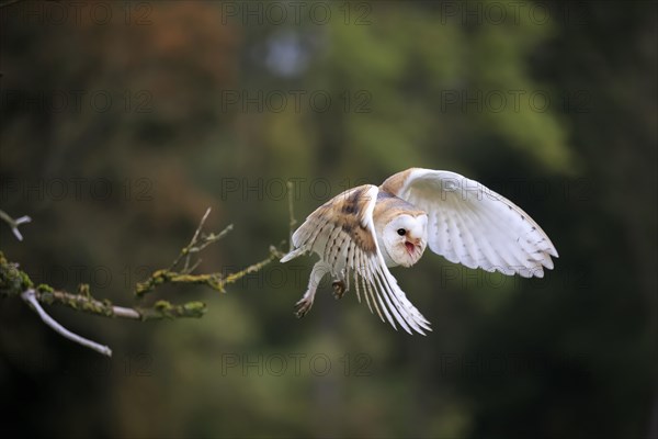 Barn Owl