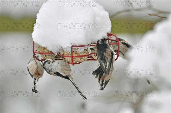 Long-tailed tit