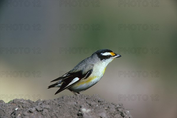 Striated pardalote