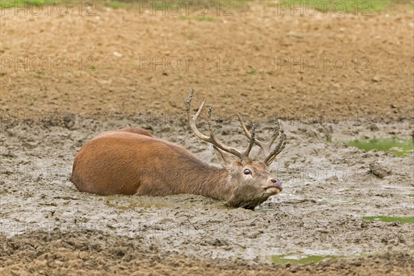 Red Deer