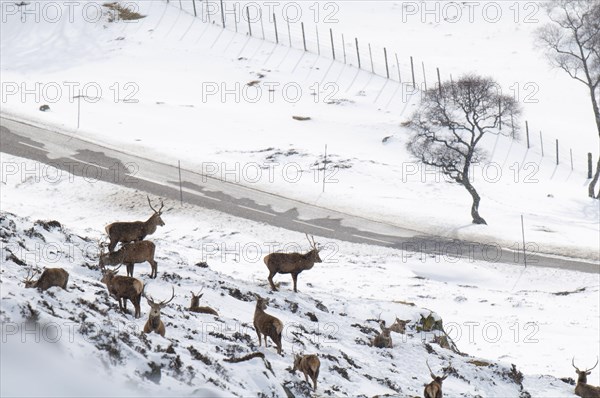 Red deer