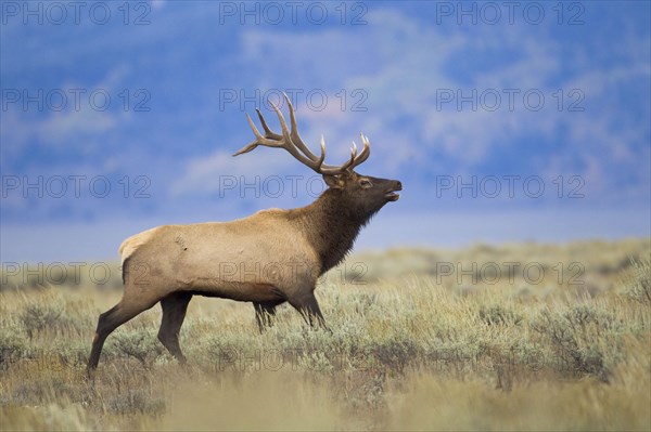 American elk