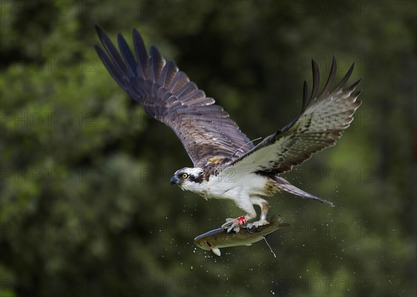 Osprey