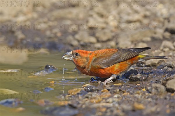 Red Crossbill