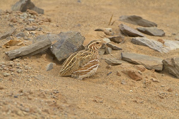 Common Quail