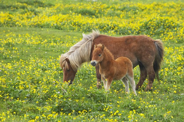 Shetland Pony