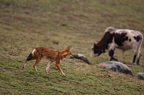 Ethiopian ethiopian wolf