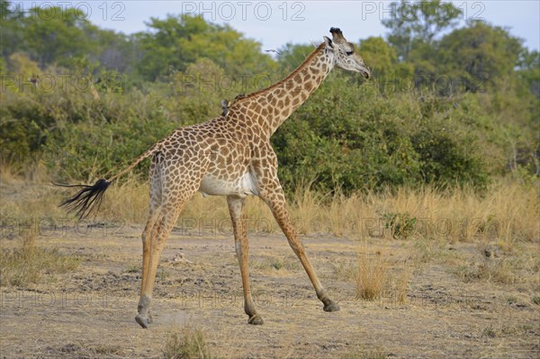 Thornicroft's Giraffe