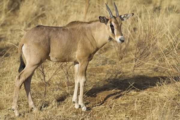 East african oryx