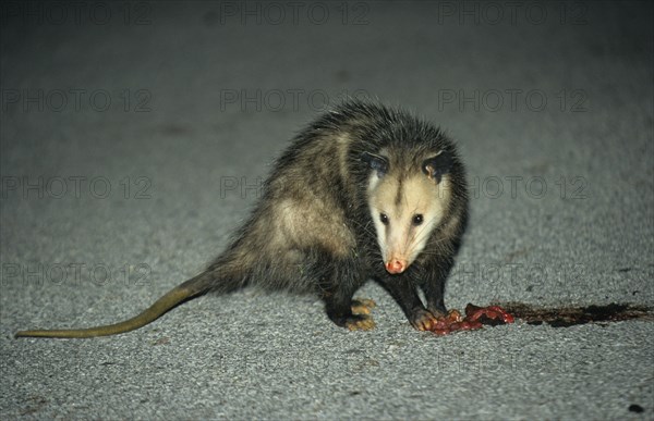 Virginian Opossum