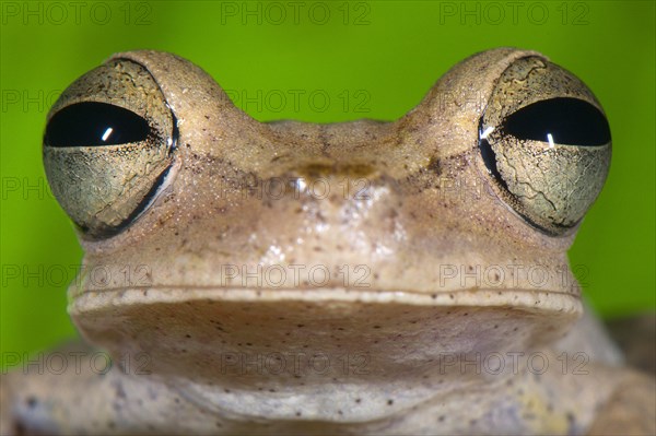Guenther's Banded Tree Frog