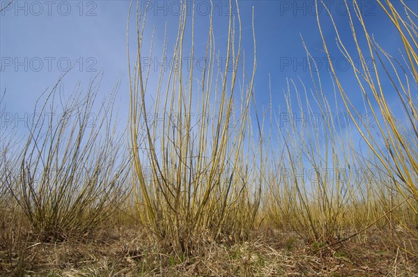 Biomass cultivation