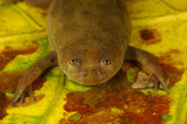 De Witte's Clawed Frog