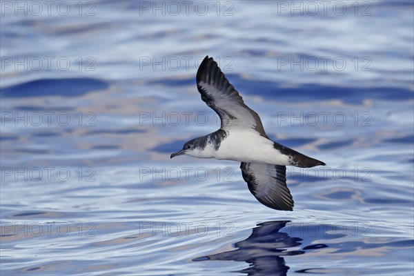 Bannerman's Shearwater