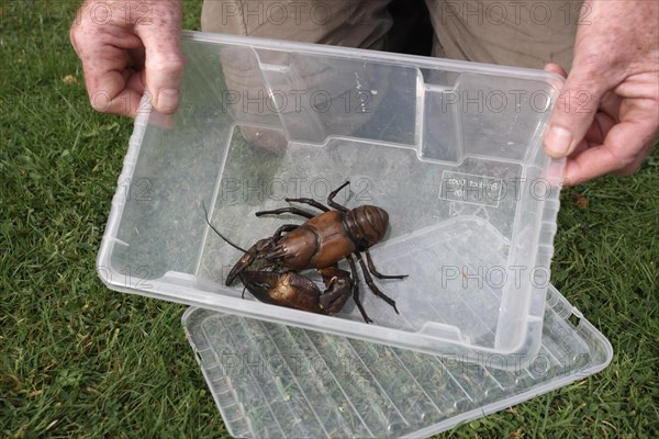 American Signal Crayfish