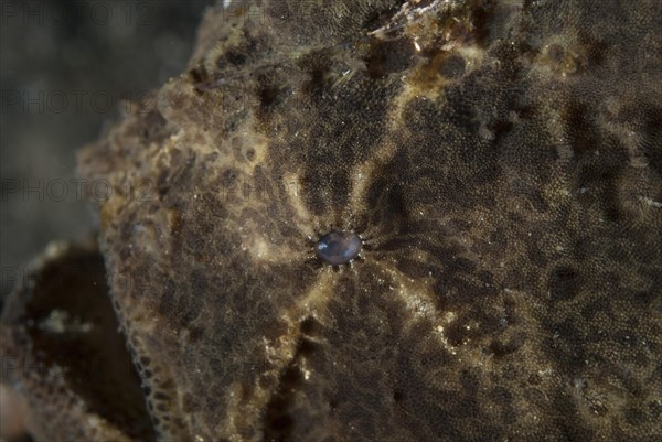 Round spotted frogfish