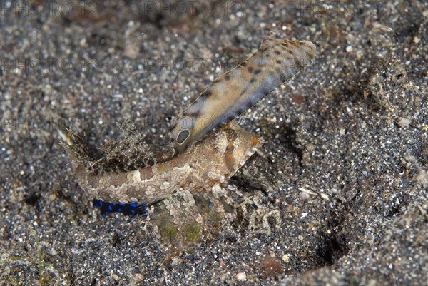 Kuiter's Dragonet