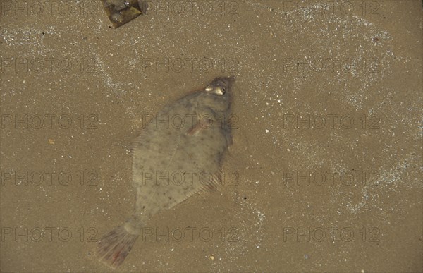 European Flounder