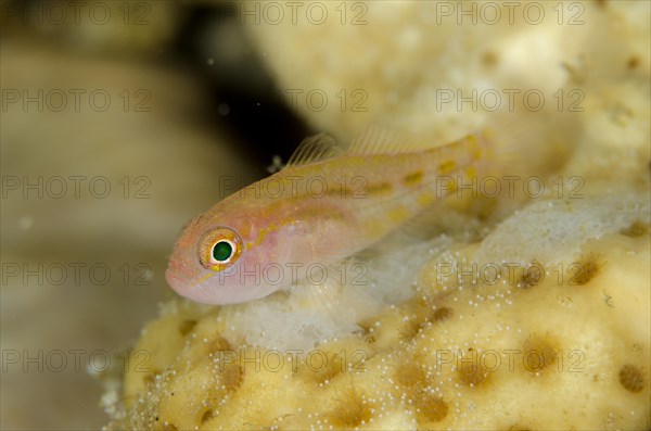 Yano's Dwarfgoby