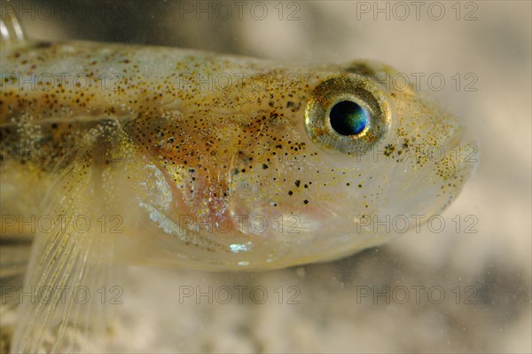 Canestrinis goby