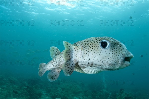 Star Pufferfish