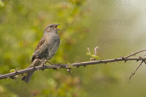 Dunnock