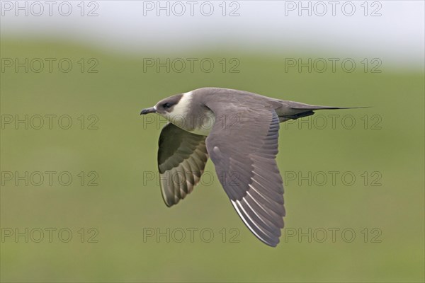 Arctic Skua